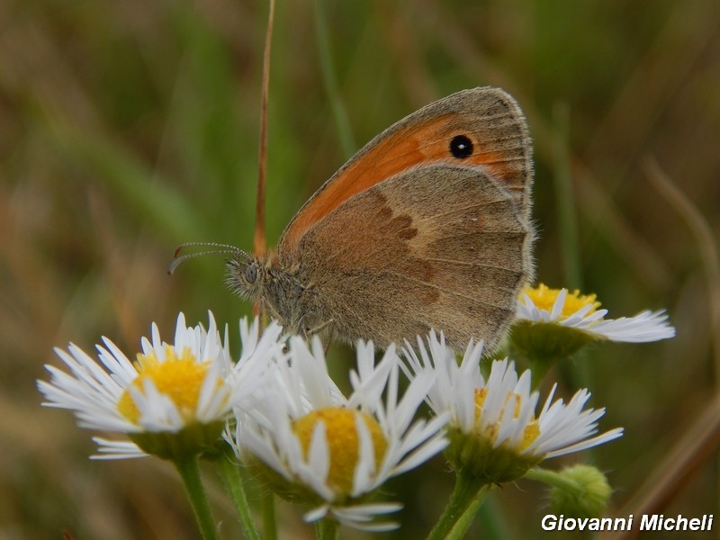 La vita in un fiore (Erigeron annuus)